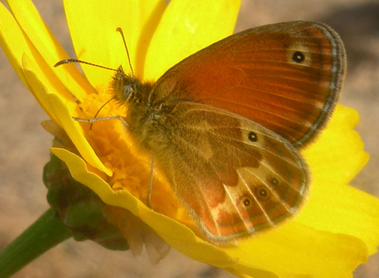 Coenonympha da Capraia: forse C. corinna?